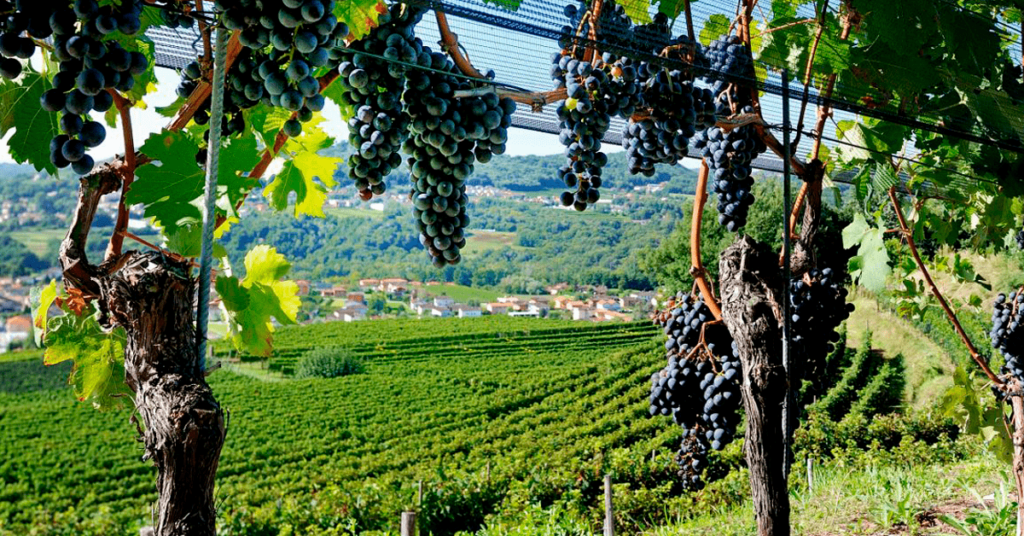 merlot wine