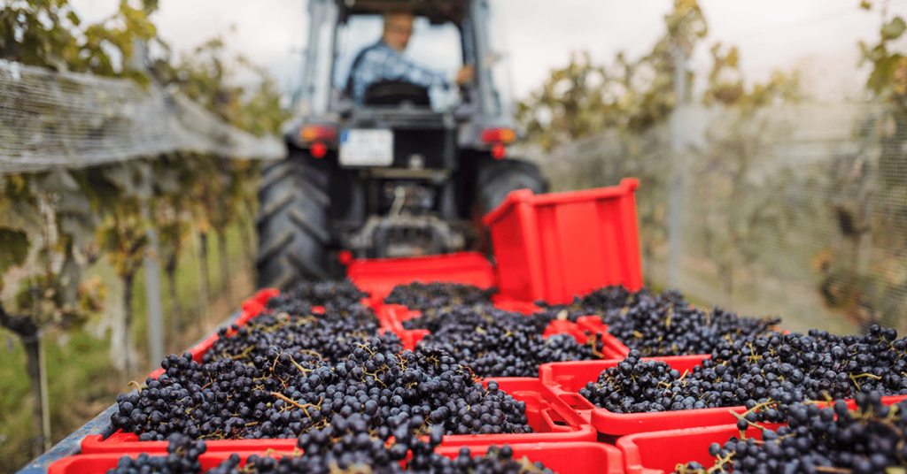 Revolutionising the Next-Gen Technologies in Red Wines Production