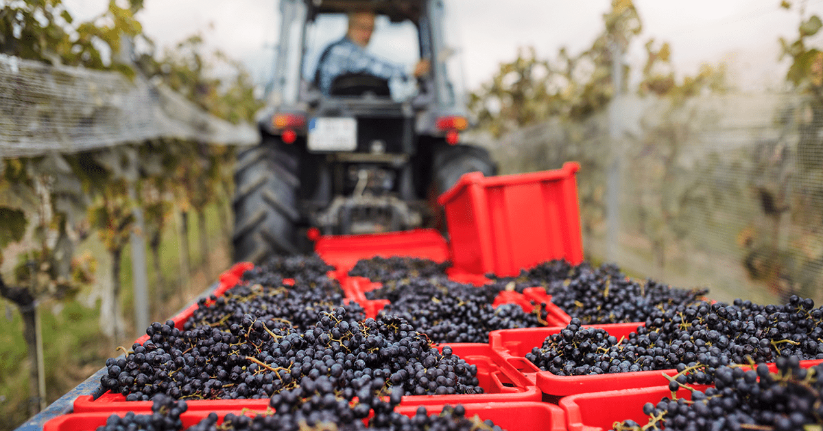 Revolutionising the Next-Gen Technologies in Red Wines Production